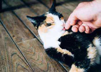 Why Getting a Pet When Moving Abroad Can Be Life Changing
